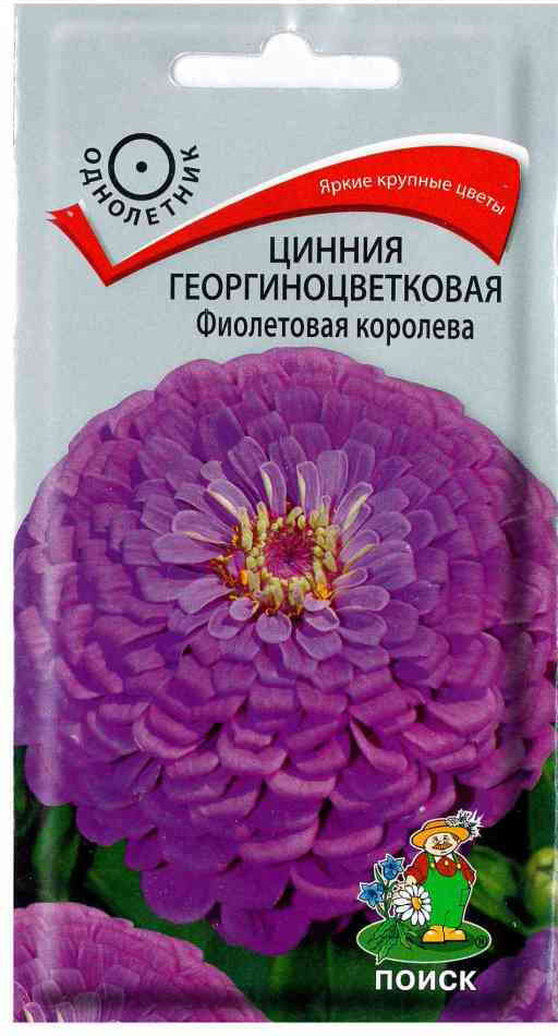 Цинния «Фиолетовая королева георгиноцветковая» | Поиск