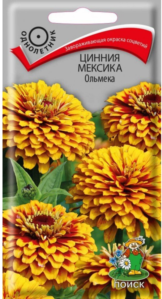 Цинния «Мексика Ольмека» | Поиск