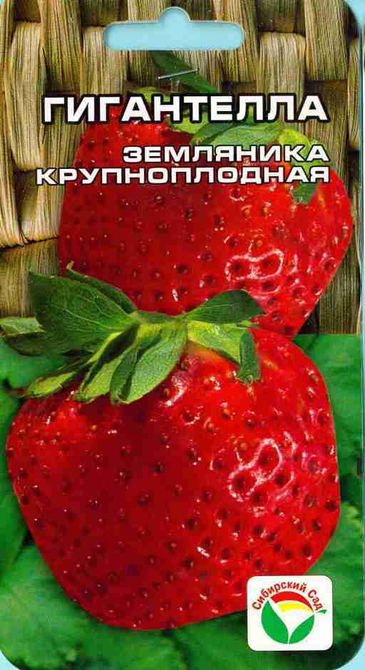 Земляника «Гигантелла» | Сибирский Сад