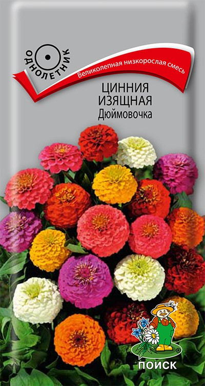 Цинния изящная «Дюймовочка» | Поиск