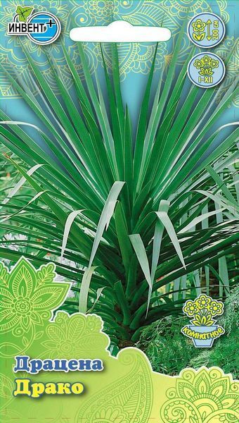 Драцена «Драко» | Инвент+