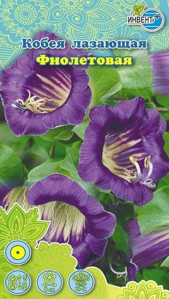 Кобея лазающая «Фиолетовая» | Инвент+