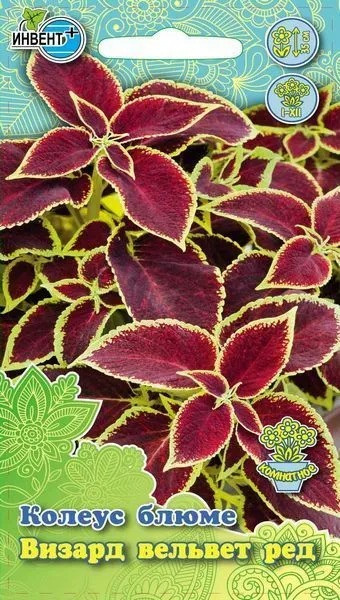 Колеус блюме «Визард вельвет ред» | Инвент+