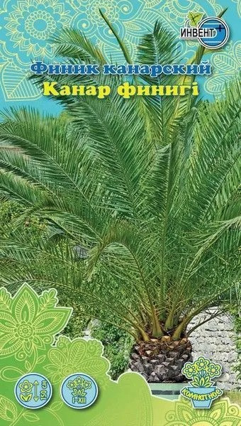 Финик канарский | Инвент+