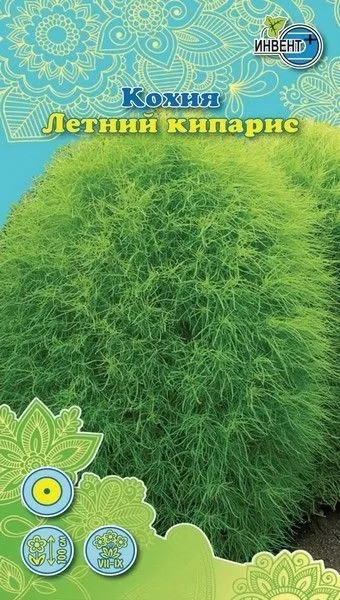 Кохия «Летний кипарис» | Инвент+