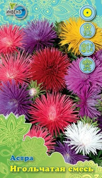 Астра «Игольчатая» | Инвент+