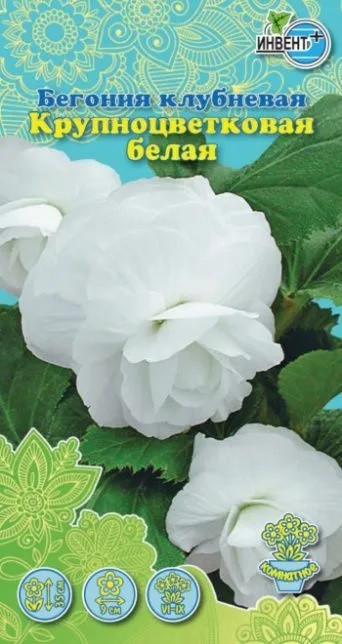Бегония клубневая крупноцветковая белая | Инвент+
