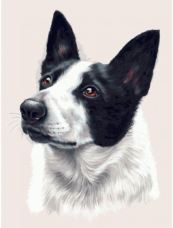 Картина по номерам «Бордер-колли» | Собаки | Белоснежка