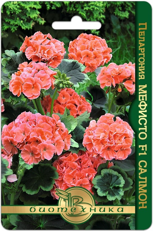 Пеларгония коричневолистная «Мефисто F1 Салмон» | Биотехника