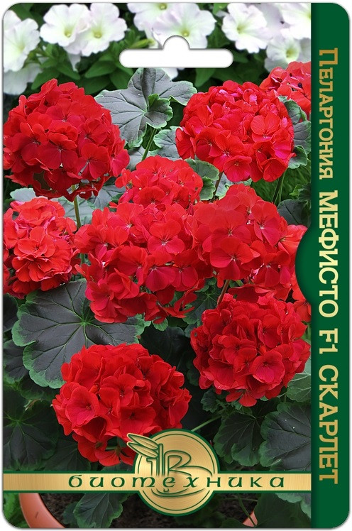 Пеларгония коричневолистная «Мефисто F1 Скарлет» | Биотехника