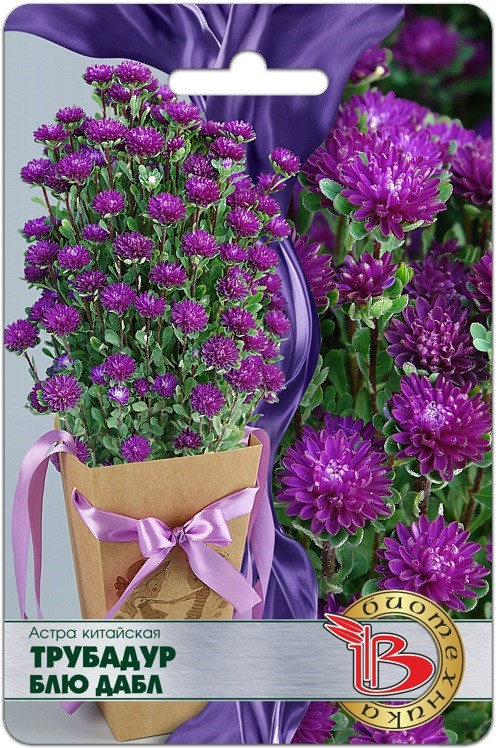 Астра китайская «Трубадур Блю Дабл» | Биотехника