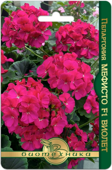 Пеларгония коричневолистная «Мефисто F1 Виолет»