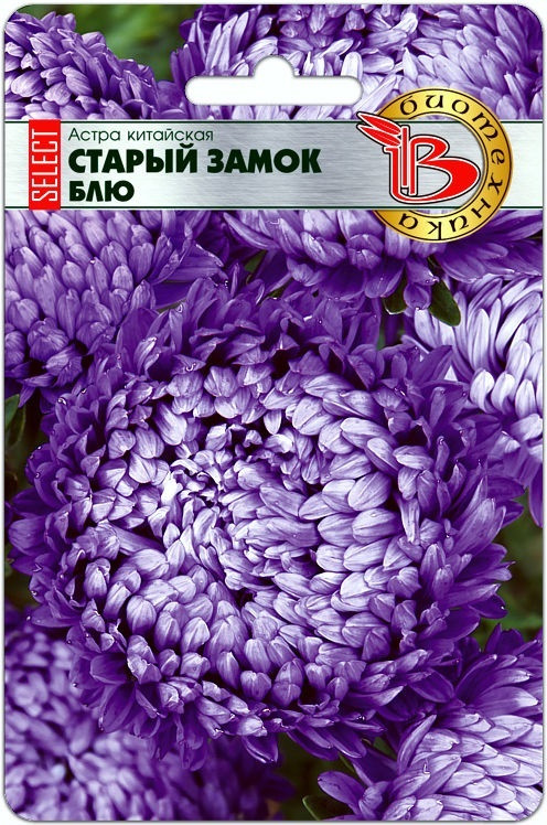 Астра китайская «Старый замок» | Старый замок селект | Биотехника