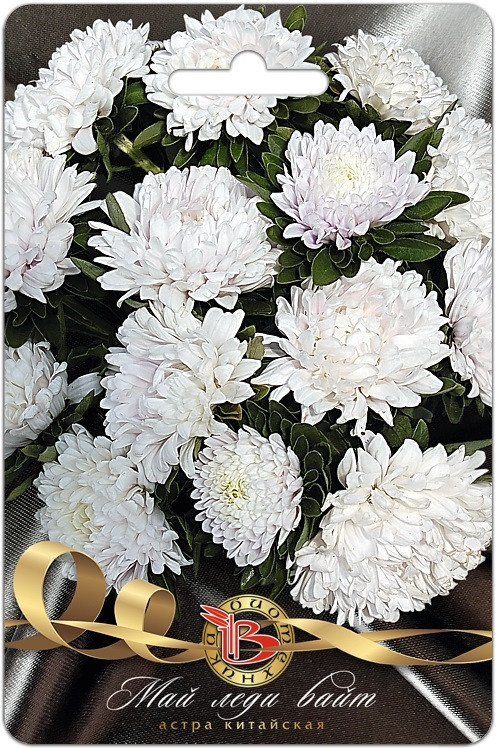 Астра китайская «Май Леди Вайт» | Май Леди | Биотехника