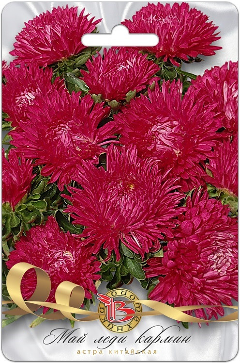 Астра китайская «Май Леди Кармин» | Май Леди | Биотехника