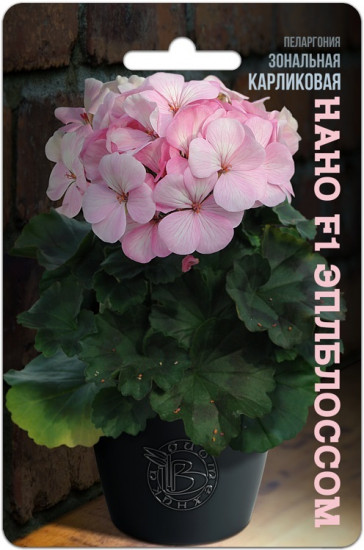 Пеларгония зональная