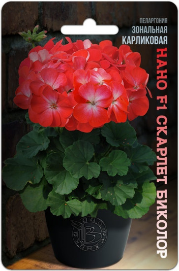 Пеларгония зональная