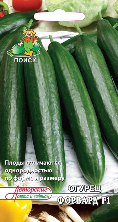 Огурец «Форвард F1» | Поиск