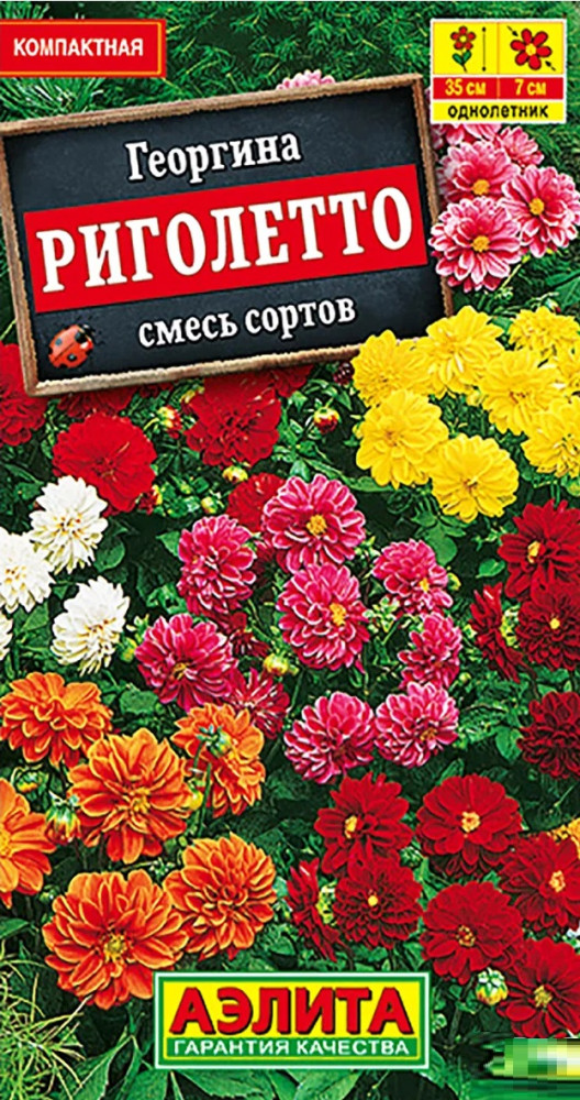 Георгина «Риголетто» | Однолетние цветы (Аэлита) | Аэлита