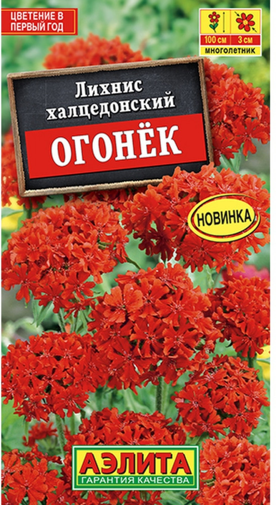 Лихнис «Огонек» | Многолетние цветы (Аэлита) | Аэлита