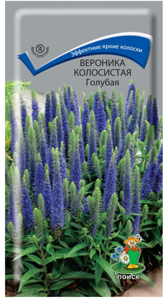 Вероника колосистая «Голубая» | Поиск