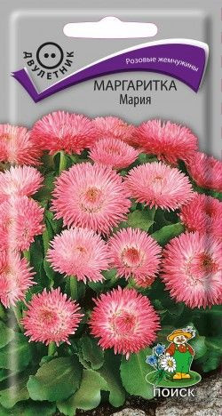 Маргаритка «Мария» | Поиск