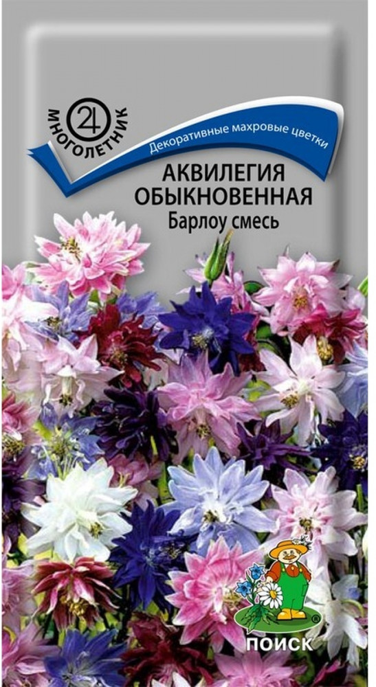 Аквилегия обыкновенная «Барлоу смесь» | Поиск
