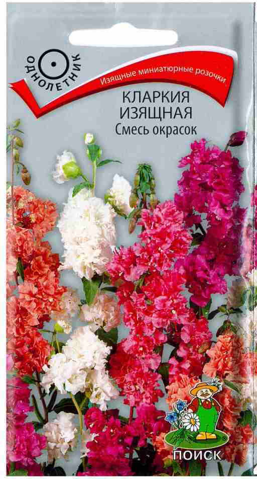 Кларкия «Смесь окрасок изящная» | Аэлита