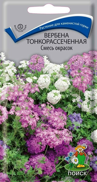 Вербена тонкорассеченная «Смесь окрасок» | Поиск