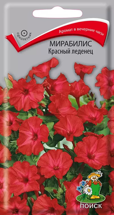 Мирабилис «Красный леденец» | Поиск