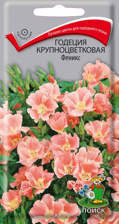 Годеция крупноцветковая «Феникс» | Поиск