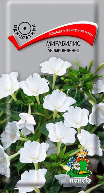 Мирабилис «Белый Леденец» | Поиск