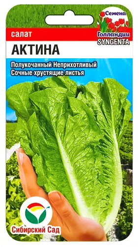 Салат «Актина» | Сибирский Сад