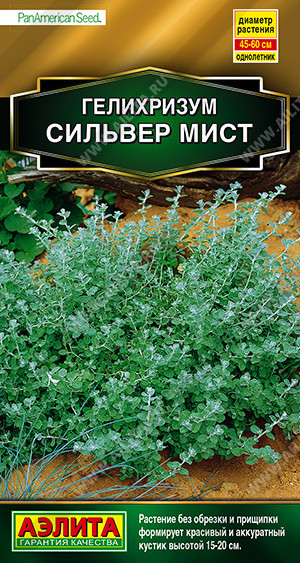 Гелихризум «Сильвер мист»