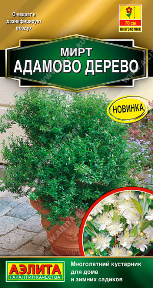 Мирт «Адамово дерево» | Аэлита