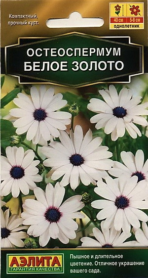 Остеоспермум «Белое золото» | Аэлита