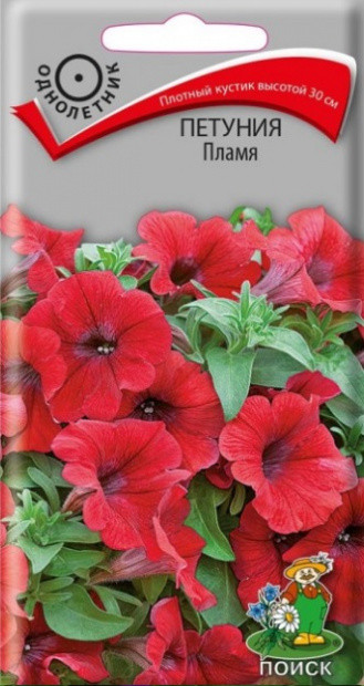 Петуния «Пламя» | Поиск