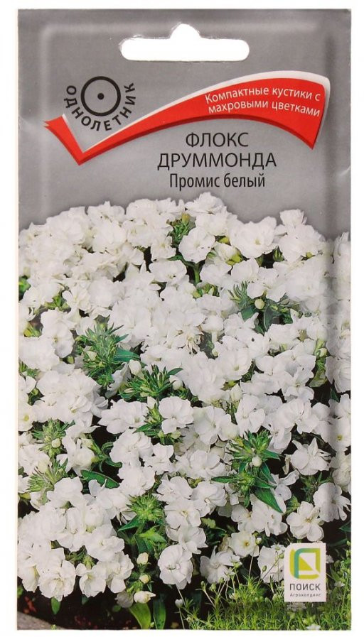 Флокс друммонда «Промис белый» | Поиск