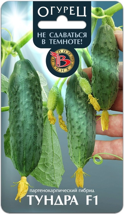 Огурец «Тундра F1» | Биотехника