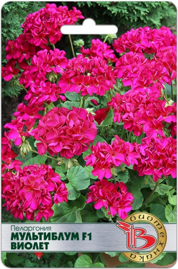 Пеларгония «Мультиблум F1 Виолет»