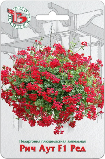 Пеларгония плющелистная «Рич Аут F1 Ред»