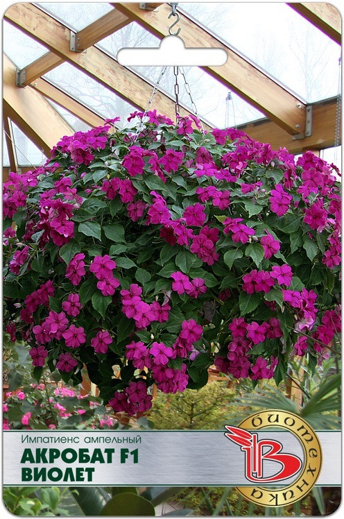 Импатиенс ампельный «Акробат F1 Виолет» | Биотехника