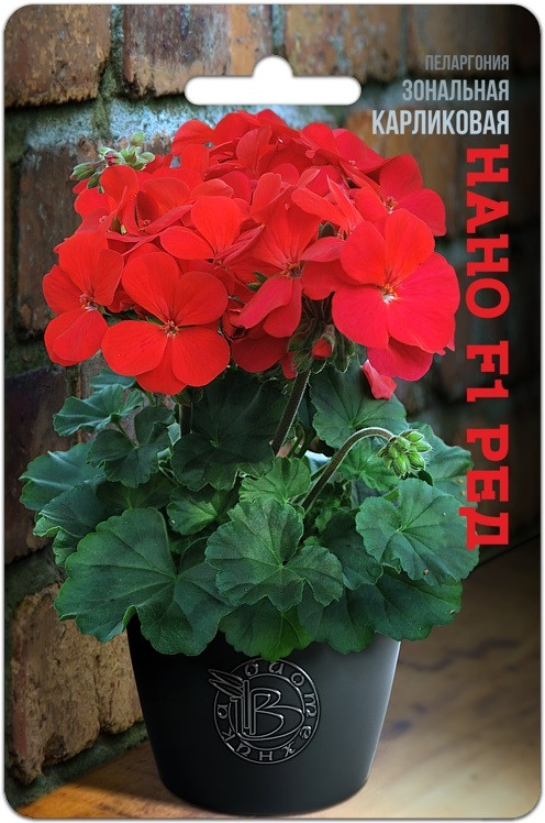 Пеларгония зональная карликовая «Нано F1 Ред» | Биотехника