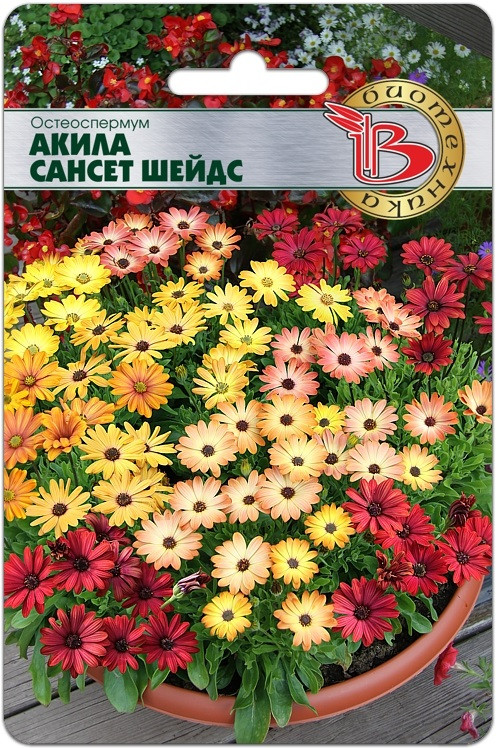 Остеоспермум «Акила Сансет Шейдс» | Биотехника