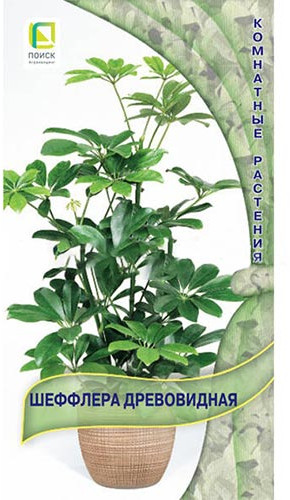 Шеффлера древовидная | Комнатные растения | Поиск