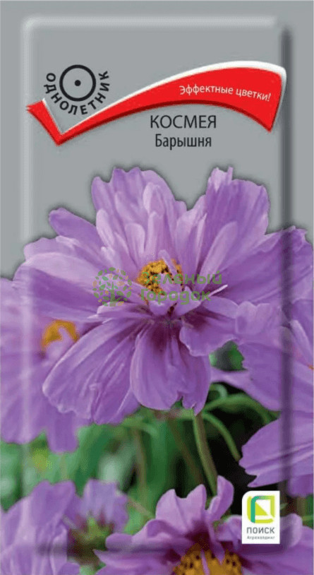 Космея «Барышня» | Поиск