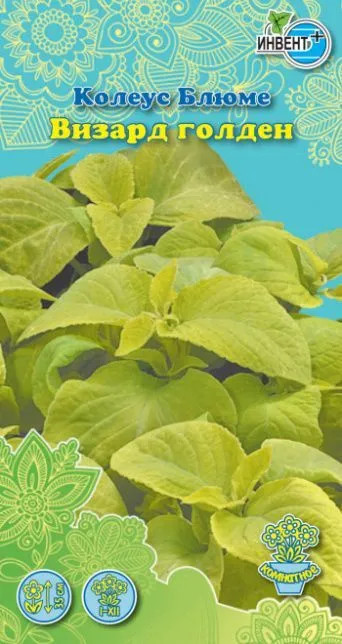 Колеус блюме «Визард голден» | Инвент+