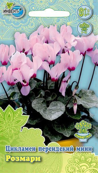 Цикламен персидский мини «Розмари» | Инвент+