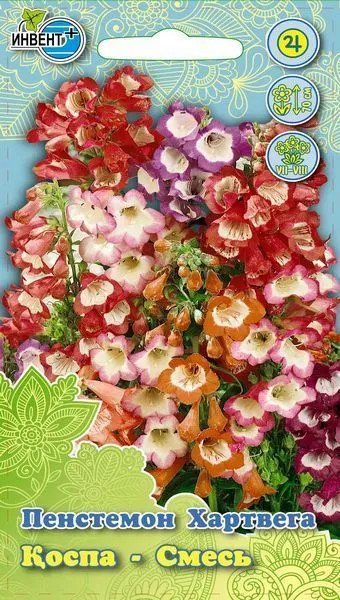Пенстемон хартвега «Смесь» | Инвент+