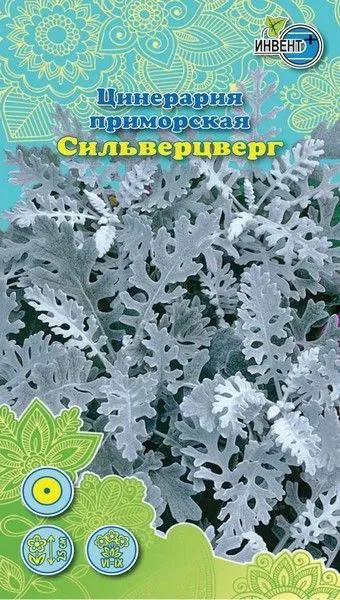 Цинерария приморская «Сильверцверг» | Инвент+